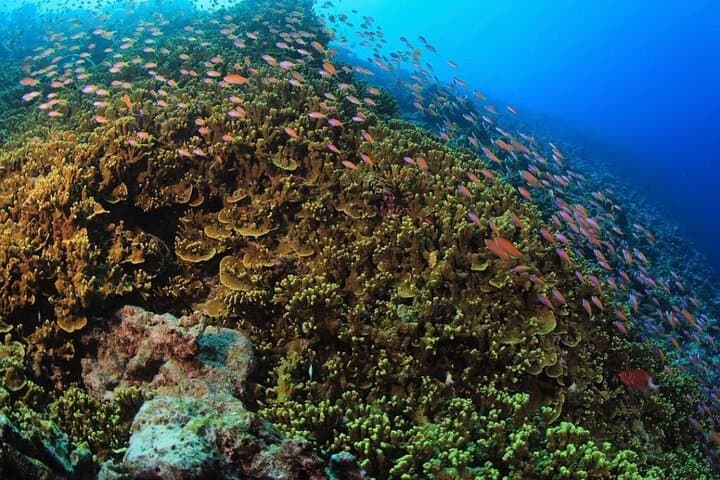 Tiger Shark Diving in Fuvahmulah — 8-Day, 15-Dive Tiger & Pelagic Safari photo 4