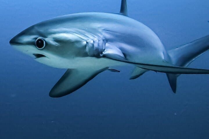 Tiger Shark Diving in Fuvahmulah — 8-Day, 15-Dive Tiger & Pelagic Safari photo 5