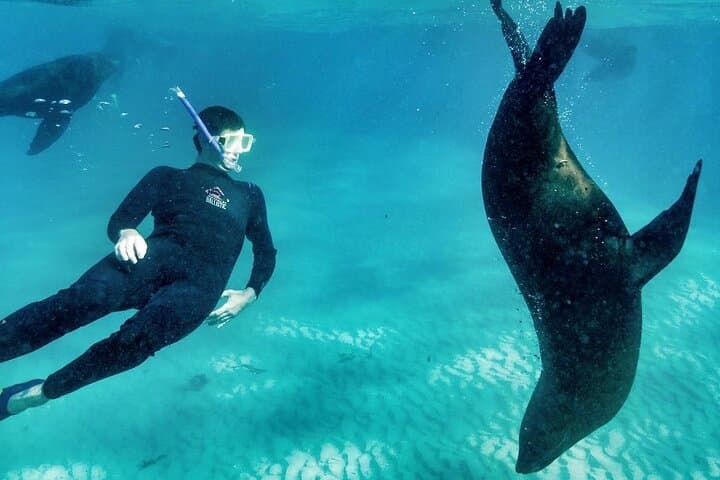 Swim with Seals and Weedy Seadragons — Mornington Peninsula Snorkel