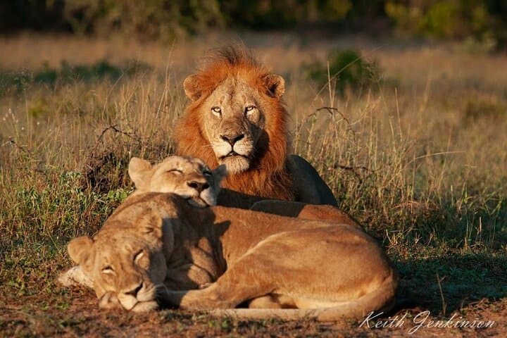 Open Vehicle Game Drive at Lion & Safari Park (Johannesburg)