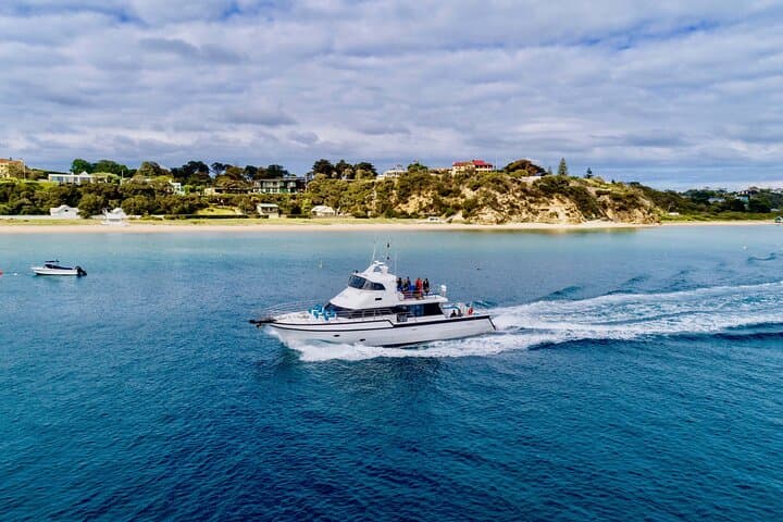 Swim with Seals and Weedy Seadragons — Mornington Peninsula Snorkel photo 3