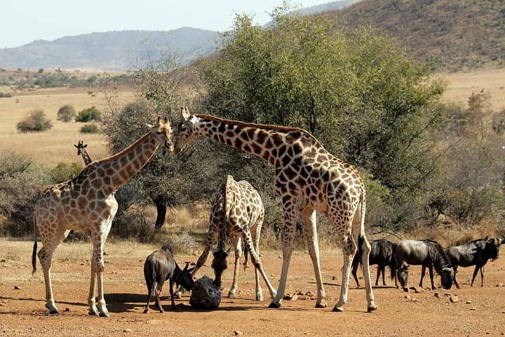 Open Vehicle Game Drive at Lion & Safari Park (Johannesburg) photo 2