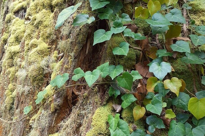 Forest Bathing at Lagoa das Furnas: A Wellness Walk and Sound Healing in the Azores photo 5
