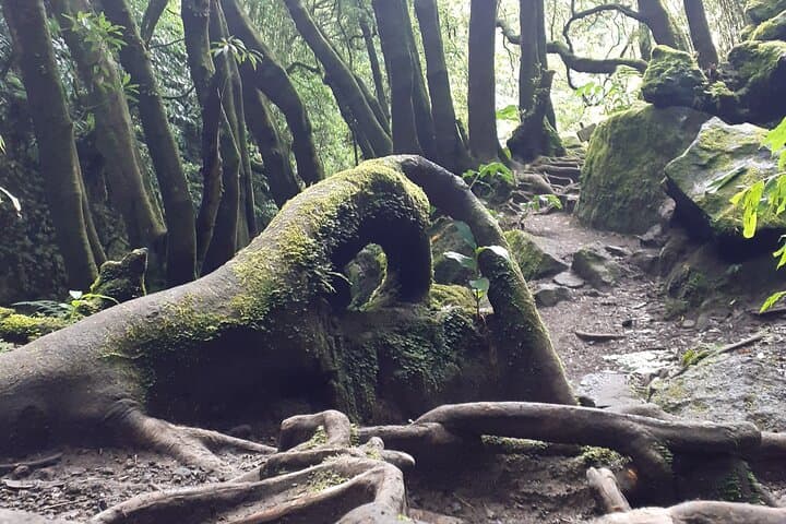 Forest Bathing at Lagoa das Furnas: A Wellness Walk and Sound Healing in the Azores photo 4