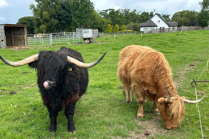 Loch Ness Day Tour: Explore Urquhart, Culloden & Outlander Sites from Inverness photo 5