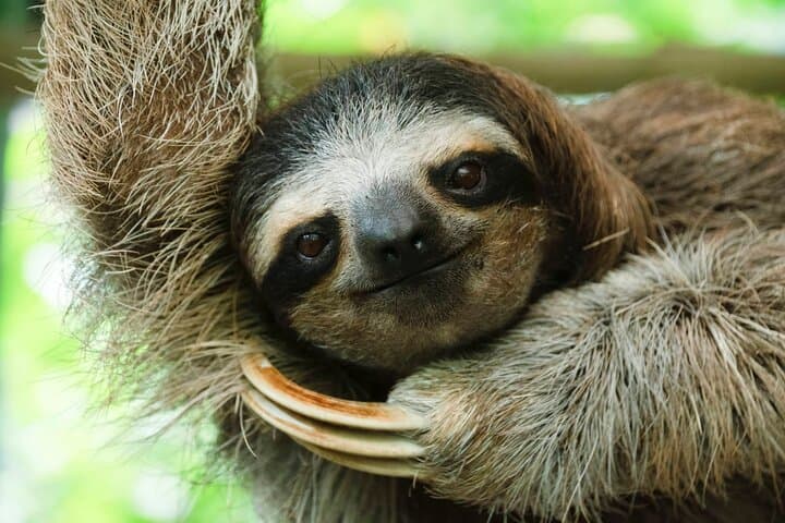 Private Llanos de Cortés Waterfall and Sloth-Watching Tour from Liberia photo 4