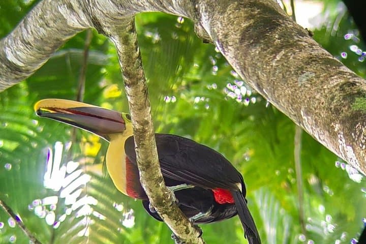 Early Morning Hanging Bridges Wildlife Tour in La Fortuna photo 3
