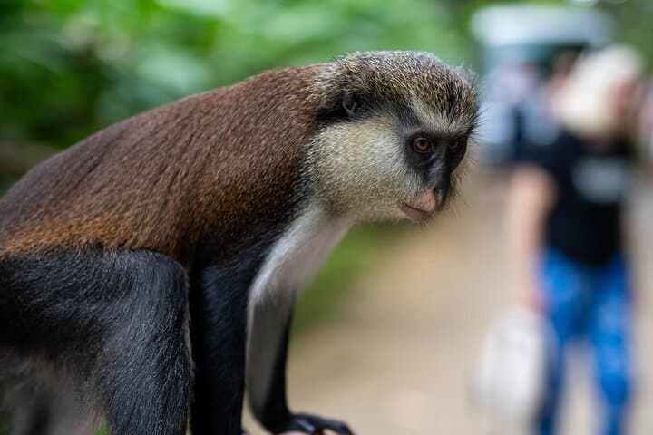 Half-Day Grenada: Seven Sisters Waterfall Hike & Grand Etang Lake photo 4