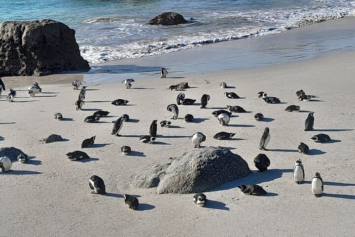 Cape Point & Boulders Beach Penguin Private Half-Day Tour from Cape Town photo 4