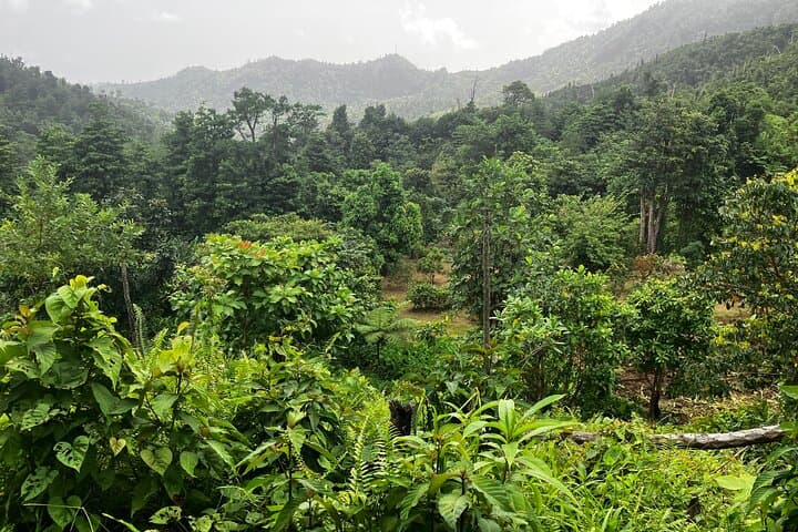 Secret Pool Hike on Dominica's Kalinago Canoe Trail with Former Chief Lorenzo Sanford photo 4