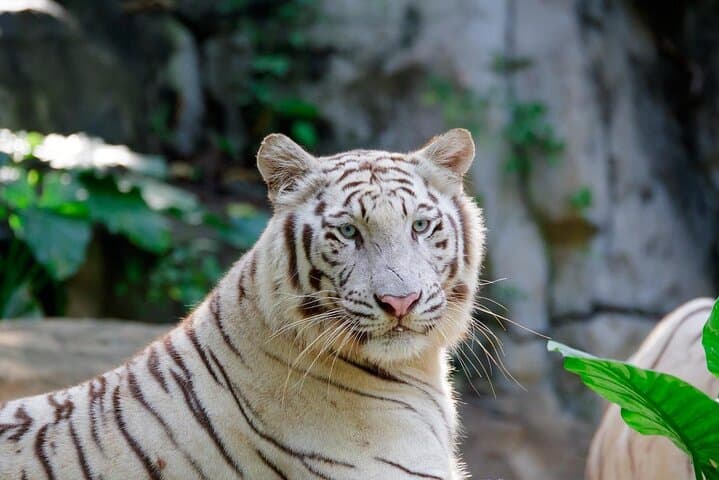 Guangzhou Chimelong Safari Park: Practical Visitor Guide to Wildlife & Walkways photo 5