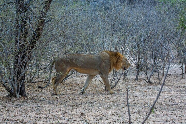 Selous Game Reserve Day Safari from Zanzibar — Fly-In Wildlife Day Trip photo 5