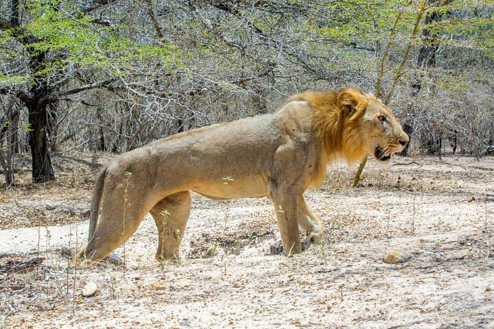 Selous Game Reserve Day Safari from Zanzibar — Fly-In Wildlife Day Trip photo 4