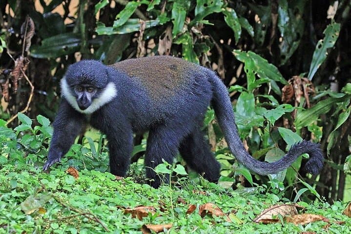 Nyungwe National Park: 3-Day Canopy Walk, Chimp Trek & Tea Estate Safari