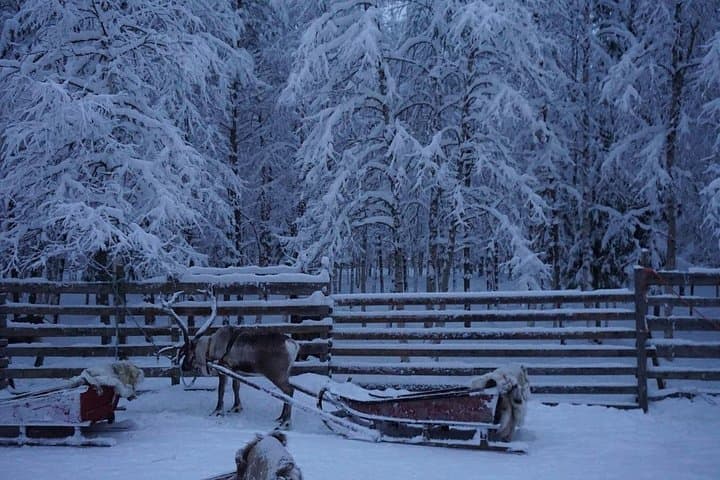 Reindeer Safari & Traditional Lunch at a Lapland Farm — Rovaniemi Winter Experience photo 4