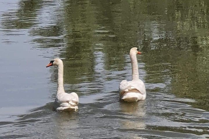 Danube Delta Private Boat Tour from Tulcea — 4‑Hour Wildlife & Canal Cruise photo 4
