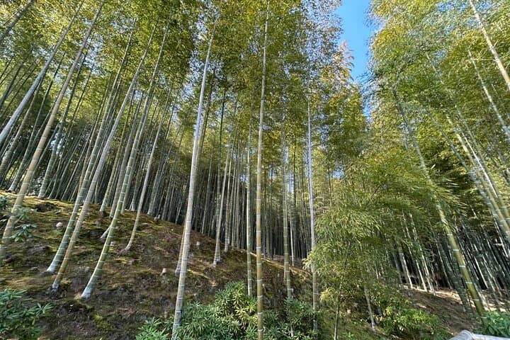 Zero-Emission Private Kyoto Tour: 4-Hour Electric Car Experience with Local Guide photo 3