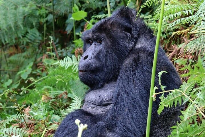 3-Day Gorilla Express: Trek Bwindi to Meet Mountain Gorillas photo 3