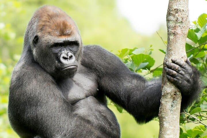 3-Day Gorilla Express: Trek Bwindi to Meet Mountain Gorillas photo 4