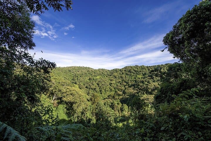 3-Day Gorilla Express: Trek Bwindi to Meet Mountain Gorillas photo 5