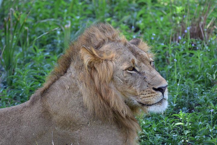 4-Day Mikumi and Udzungwa Safari: Big Game, Waterfalls & Indigenous Forest Hikes