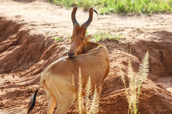 3-Day Murchison Falls Safari: Game Drives, Nile Boat Cruise and Waterfall Hike photo 2