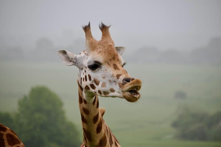 3-Day Murchison Falls Safari: Game Drives, Nile Boat Cruise and Waterfall Hike photo 3