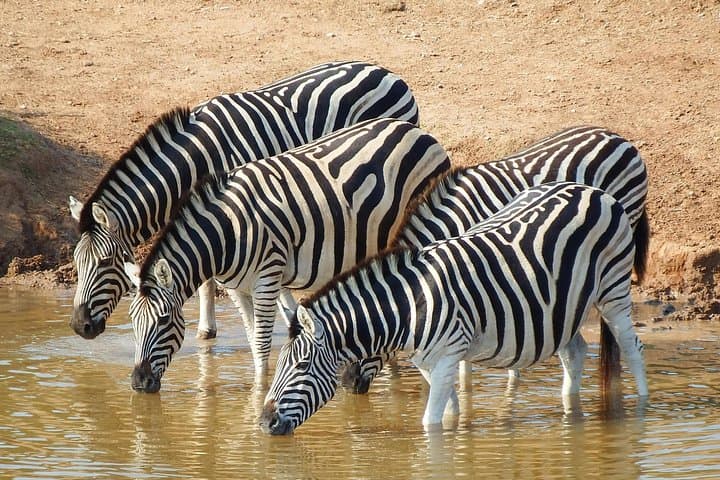 3-Day Murchison Falls Safari: Game Drives, Nile Boat Cruise and Waterfall Hike photo 4