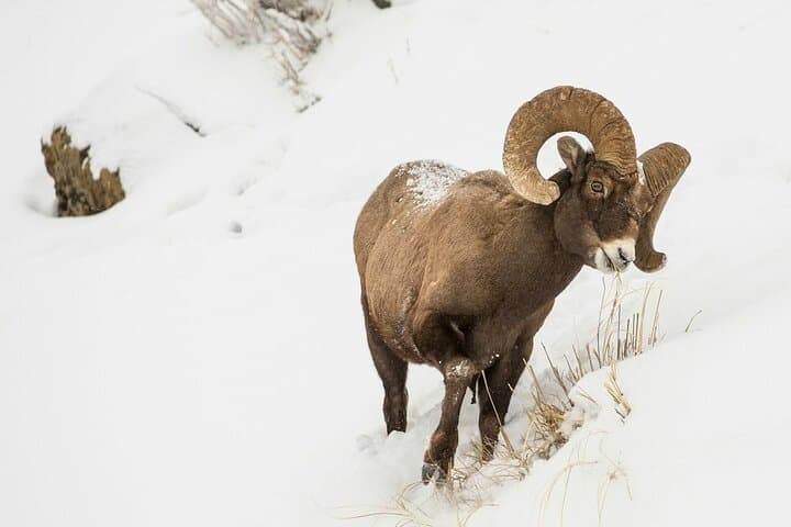 Grand Teton Private Winter Wildlife Tour from Jackson: Bison, Wolves & Scenic Stops photo 4