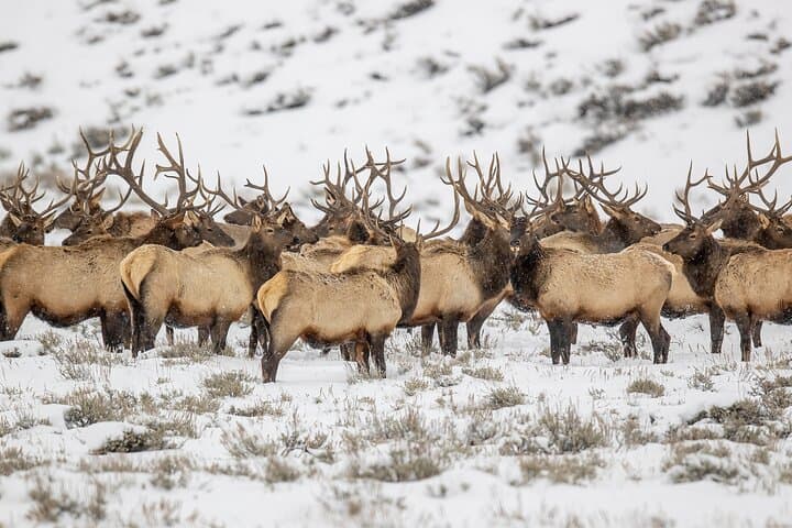 Grand Teton Private Winter Wildlife Tour from Jackson: Bison, Wolves & Scenic Stops photo 2