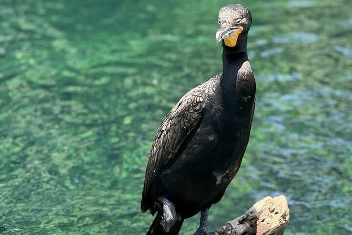 Clear Kayak & Paddleboard Rentals on Rainbow River — Private Guided Trips from Dunnellon photo 6