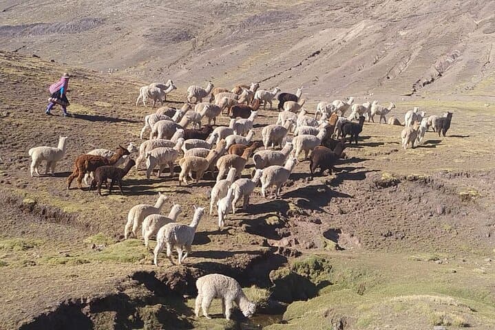 Rainbow Mountain Full-Day Hike: Vinicunca Trek from Cusco photo 6