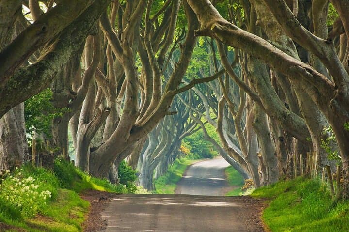 Private North Coast Causeway Tour from Belfast — Giants Causeway, Carrick-a-Rede & Dark Hedges Day Trip photo 5