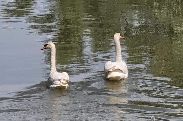 Slow Boat Through the Danube Delta: Camely Daily Wildlife Cruise from Tulcea photo 3