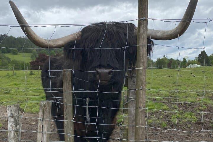 2-Day Private Executive Tour to Glencoe and Inverness — Loch Ness, Glencoe & Culloden photo 3