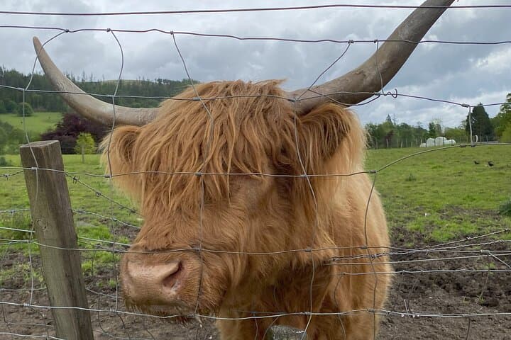 2-Day Private Executive Tour to Glencoe and Inverness — Loch Ness, Glencoe & Culloden photo 4