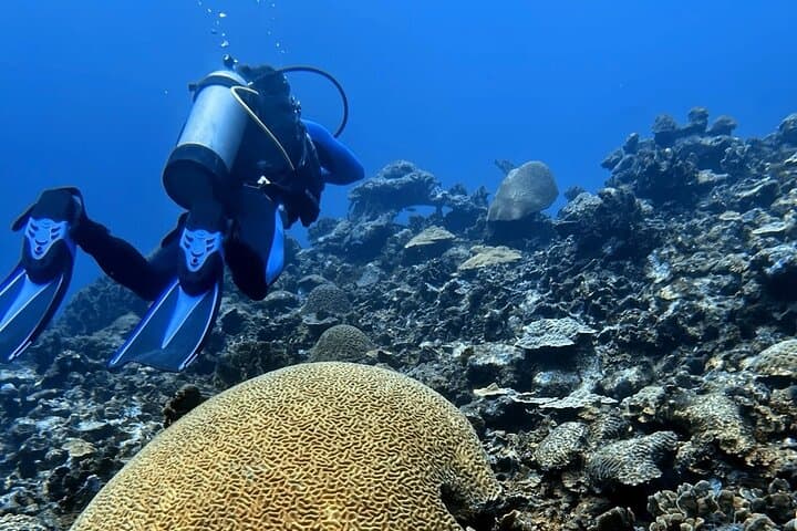 Cartagena Two-Tank Caribbean Diving with Lunch, Dance & Shore Pickup photo 6