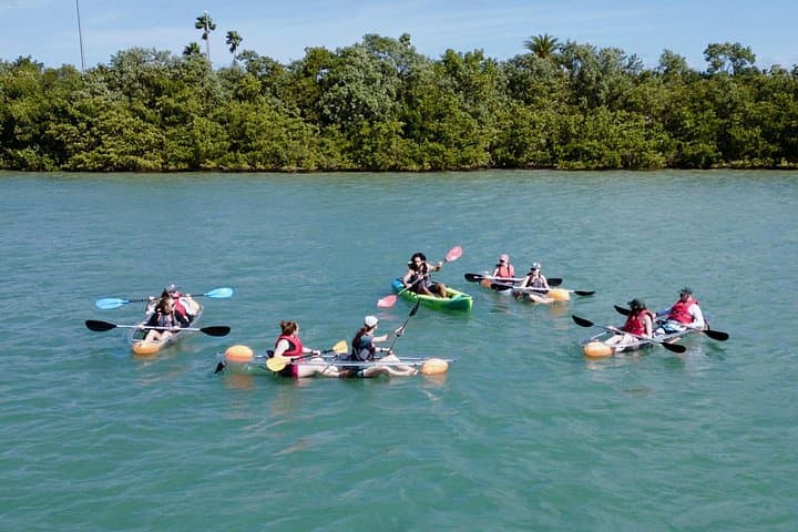 Clear Kayaking Tour in Clearwater Beach: See Dolphins & Manatees from a Transparent Kayak photo 4