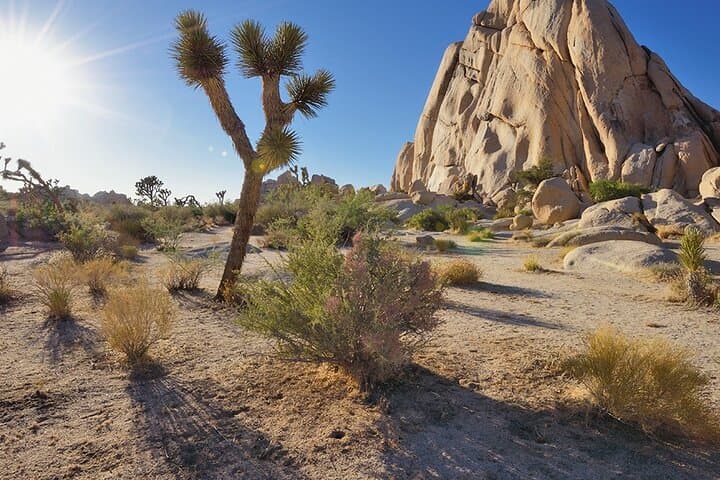 Joshua Tree Day Trip from San Diego: Private 10‑Hour National Park Tour