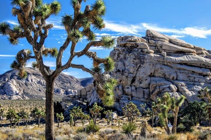 Joshua Tree Day Trip from San Diego: Private 10‑Hour National Park Tour photo 3