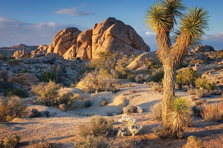 Joshua Tree Day Trip from San Diego: Private 10‑Hour National Park Tour photo 5
