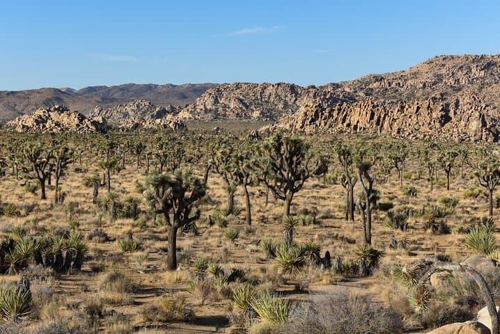 Joshua Tree Day Trip from San Diego: Private 10‑Hour National Park Tour photo 6