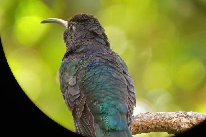 Curicancha Natural Walk: Monteverde's Guided Birdwatching & Forest Interpretation
