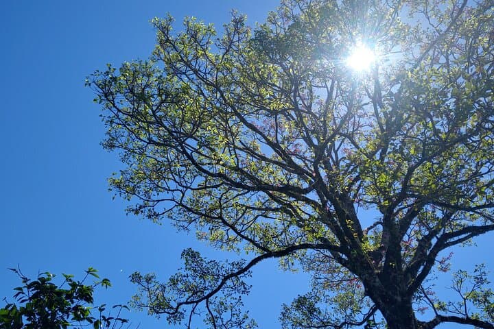 Curicancha Natural Walk: Monteverde's Guided Birdwatching & Forest Interpretation photo 2