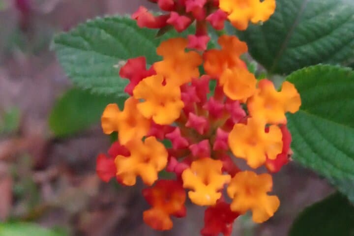 Curicancha Natural Walk: Monteverde's Guided Birdwatching & Forest Interpretation photo 3