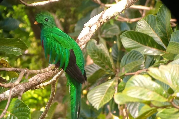 Natural History of Monteverde Cloud Forest: Guided 3‑Hour Walk