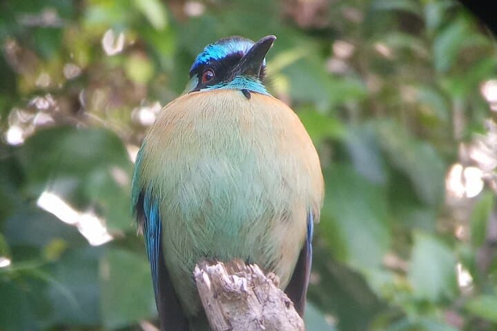 Natural History of Monteverde Cloud Forest: Guided 3‑Hour Walk photo 2