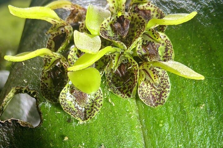 Natural History of Monteverde Cloud Forest: Guided 3‑Hour Walk photo 4