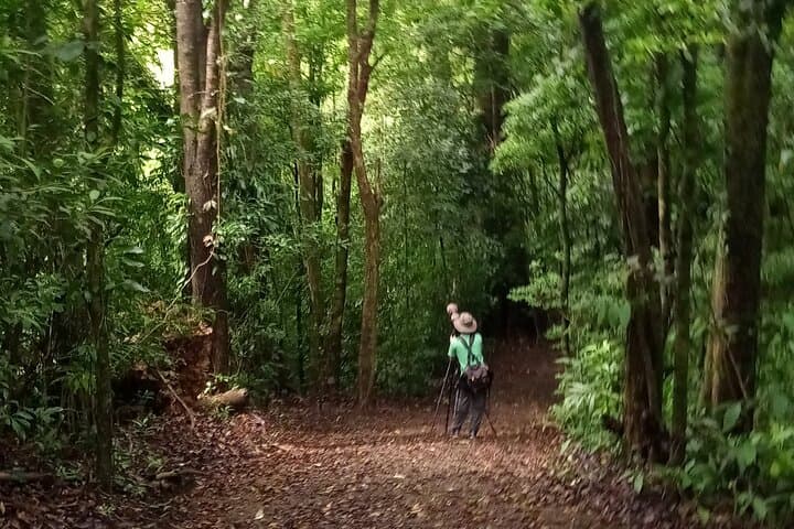 Natural History of Monteverde Cloud Forest: Guided 3‑Hour Walk photo 5