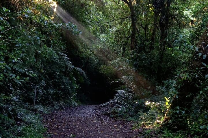 Natural History of Monteverde Cloud Forest: Guided 3‑Hour Walk photo 6